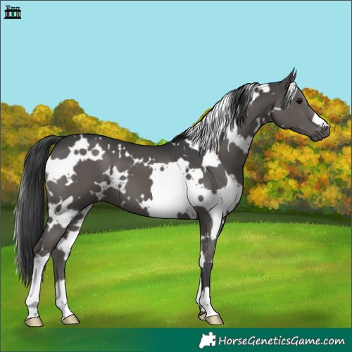 Horse Color:White Spotted Black