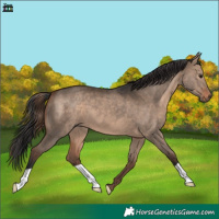 Horse Color:Bay Dun