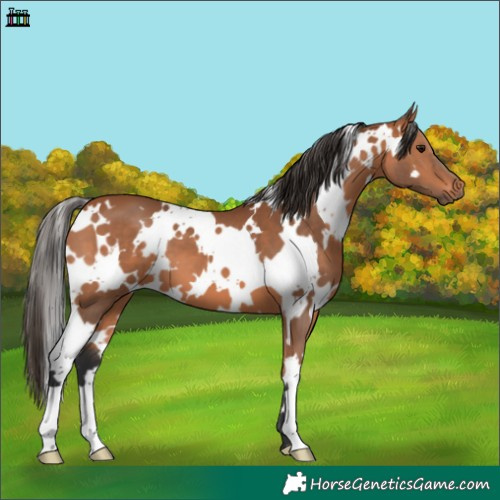 Horse Color:White Spotted Bay 