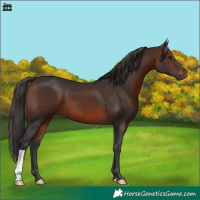 Horse Color:Brown 