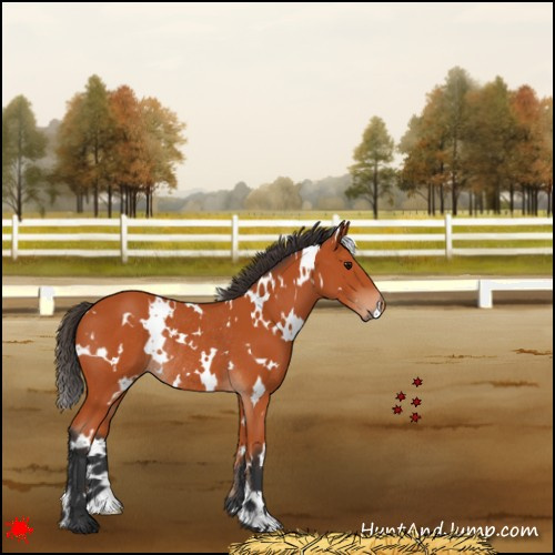 Horse Color:White Spotted Bay Rabicano 