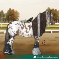 Horse Color:White Spotted Brown Dun Appaloosa 