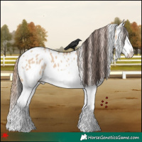 Horse Color:White Spotted Bay Dun Splash Appaloosa 