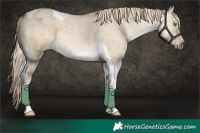 Horse Color:Chocolate Palomino Roan Dun Tobiano Rabicano 