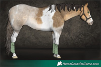 Horse Color:Buckskin Dun Tobiano Rabicano 