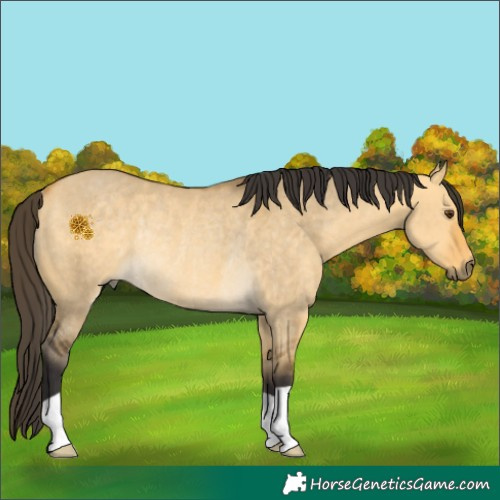 Horse Color:Buckskin Dun Rabicano 