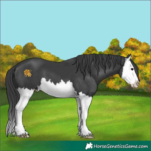 Horse Color:Black Splash 