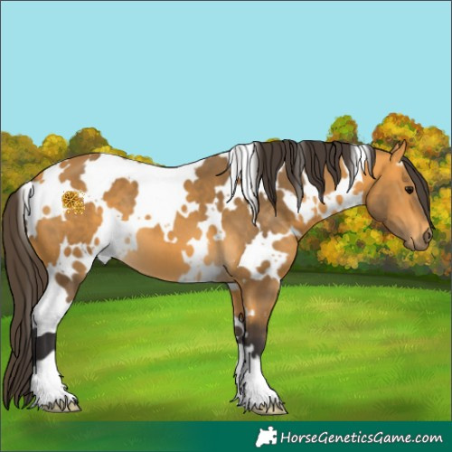 Horse Color:White Spotted Buckskin 