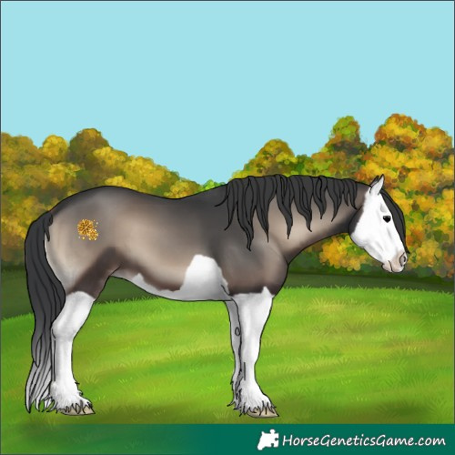 Horse Color:Blue Onyx Splash 