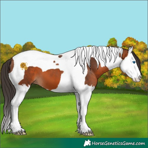 Horse Color:Bay Splash Tobiano 