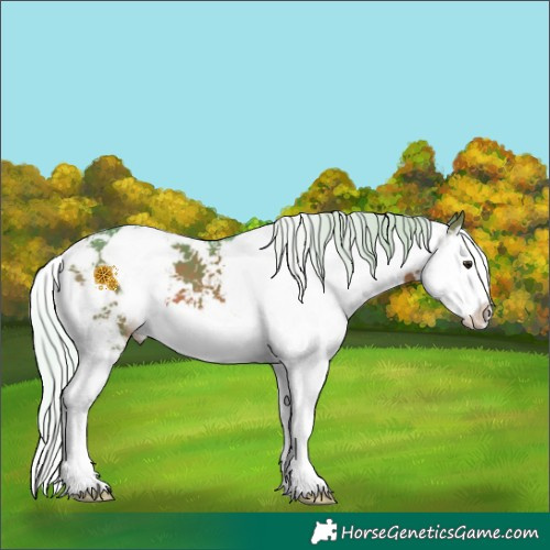 Horse Color:Watercolor Silver Brown Sabino Splash 