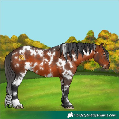 Horse Color:White Spotted Brown 