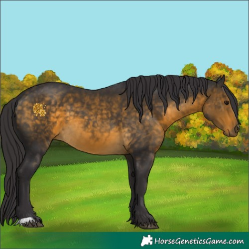 Horse Color:Buckskin 