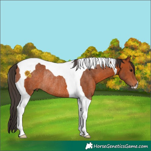 Horse Color:Bay Tobiano Rabicano 
