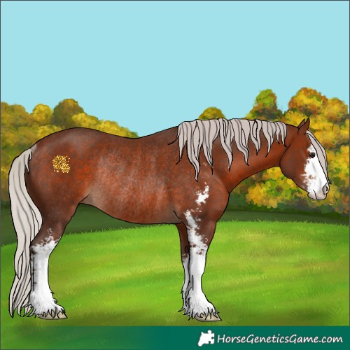 Horse Color:Silver Brown Sabino Rabicano 