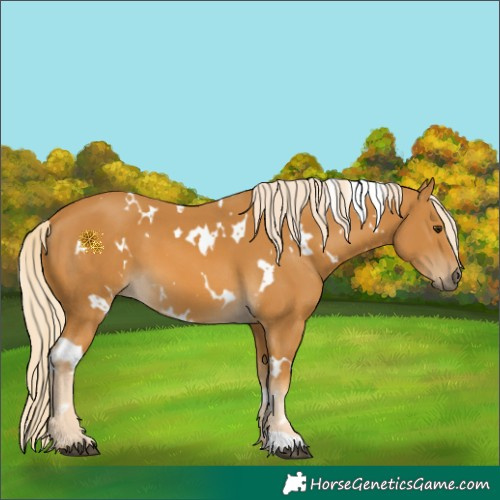 Horse Color:White Spotted Palomino 