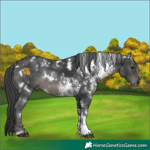 Horse Color:White Spotted Black Rabicano 