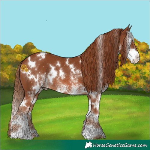 Horse Color:White Spotted Chestnut 