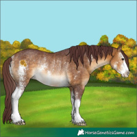 Horse Color:Chocolate Buckskin Sabino Rabicano 