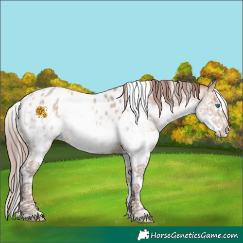Horse Color:White Spotted Amber Champagne Splash Appaloosa 