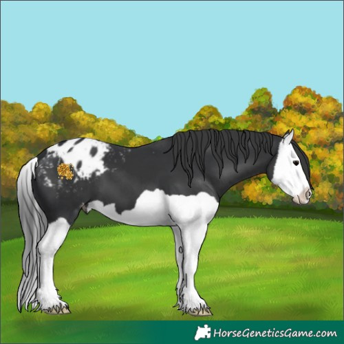 Horse Color:Black Splash Appaloosa 