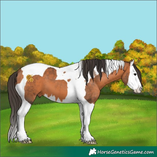 Horse Color:Bay Splash Tobiano 