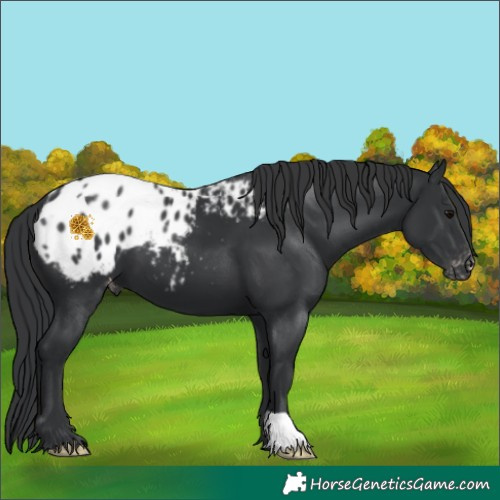 Horse Color:Black Appaloosa 