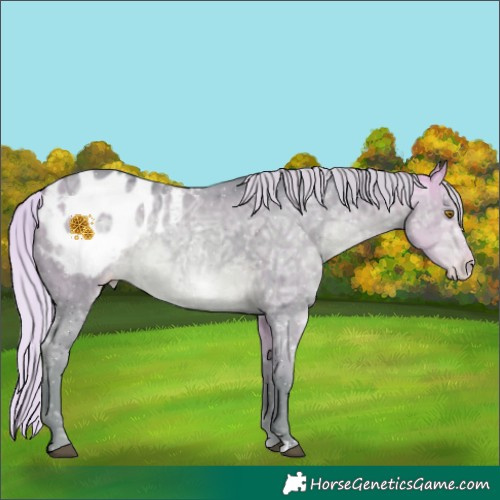 Horse Color:Watercolor Chocolate Silver Buckskin Ice Appaloosa 