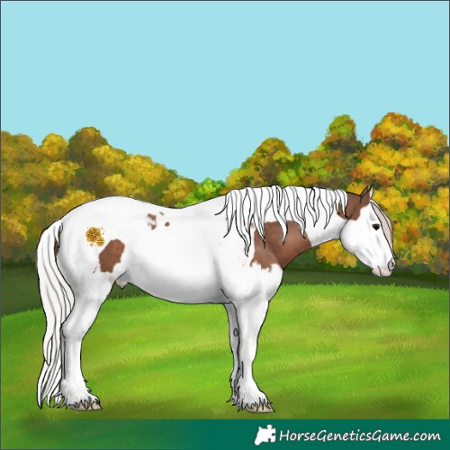 Horse Color:Silver Black Splash Tobiano 
