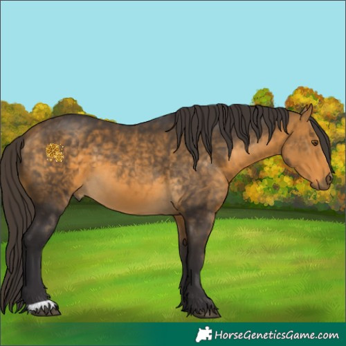 Horse Color:Buckskin 