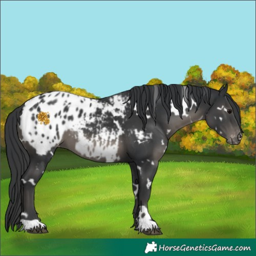 Horse Color:White Spotted Black Blanket 