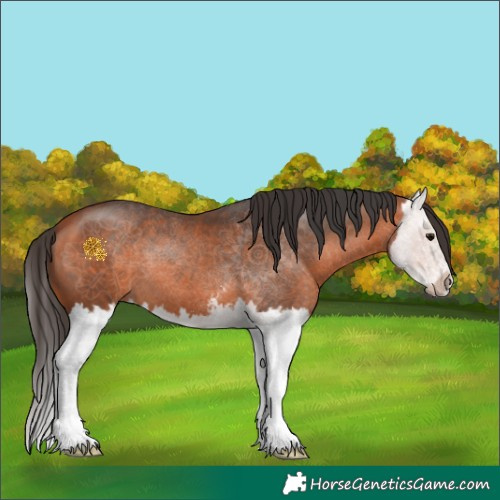 Horse Color:Bay Sabino Splash 