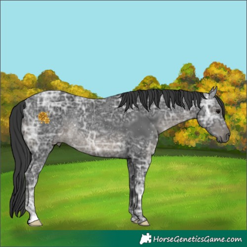 Horse Color:Black Ice Sabino Rabicano 