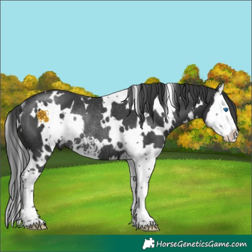 Horse Color:White Spotted Black Sabino Splash Rabicano 
