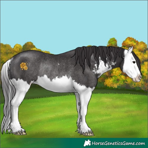 Horse Color:Smoky Black Sabino Splash Rabicano 
