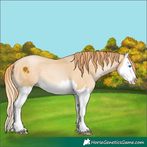 Horse Color:Buckskin Pearl Sabino Splash 