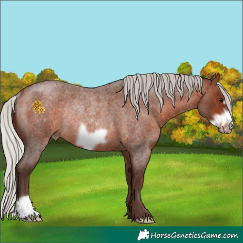 Horse Color:Silver Bay Roan Frame Rabicano 