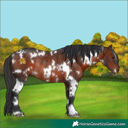 Horse Color:White Spotted Brown Rabicano 