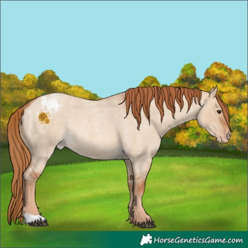 Horse Color:Red Dun Roan Appaloosa Rabicano 