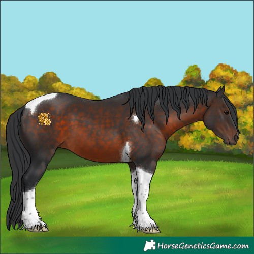 Horse Color:Brown Tobiano 