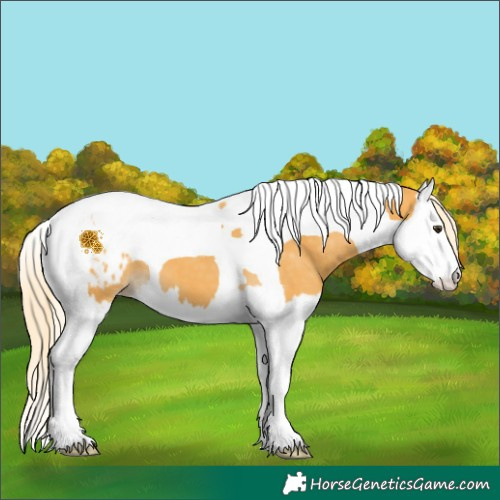 Horse Color:Palomino Splash Tobiano Appaloosa 