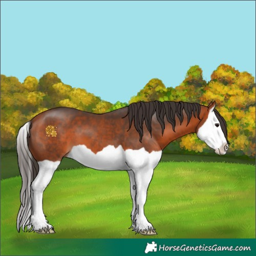 Horse Color:Bay Splash 