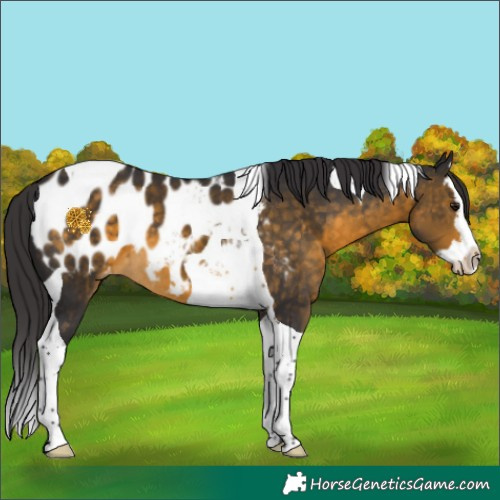 Horse Color:Buckskin Splash Tobiano Appaloosa 