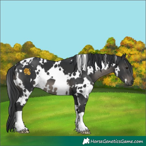 Horse Color:White Spotted Black 