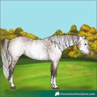Horse Color:Gray Buckskin Sabino Rabicano  and Gray Silver Buckskin Sabino Rabicano 