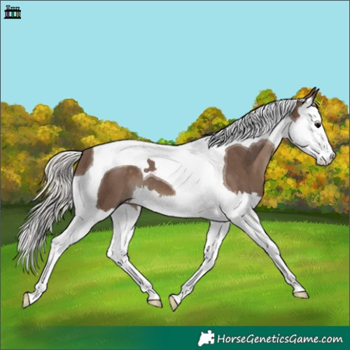 Horse Color:Silver Black Splash Tobiano