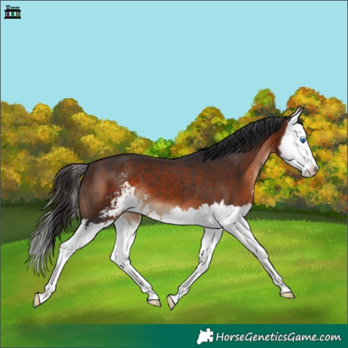 Horse Color:Brown Sabino Splash