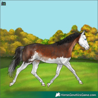 Horse Color:Brown Sabino Splash