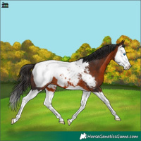 Horse Color:Brown Splash Appaloosa