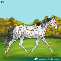 Horse Color:Buckskin Splash Leopard 
